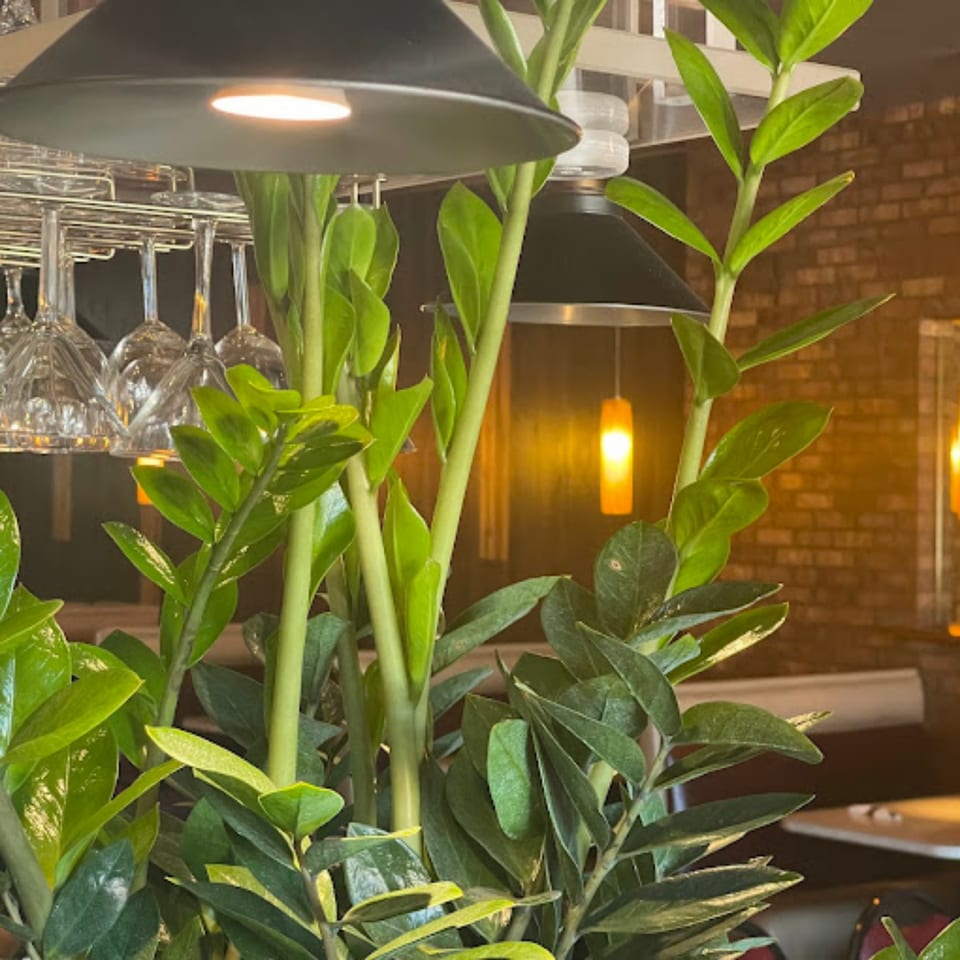 Lush green plants in the foreground with hanging wine glasses and warm lighting in the background.